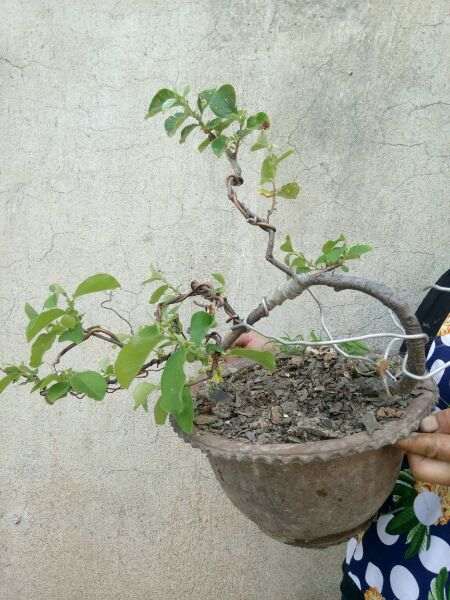 一颗盆养6年的悬崖木瓜下山桩