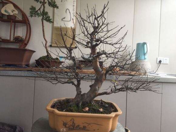 整理换盆一棵双杆木瓜盆景