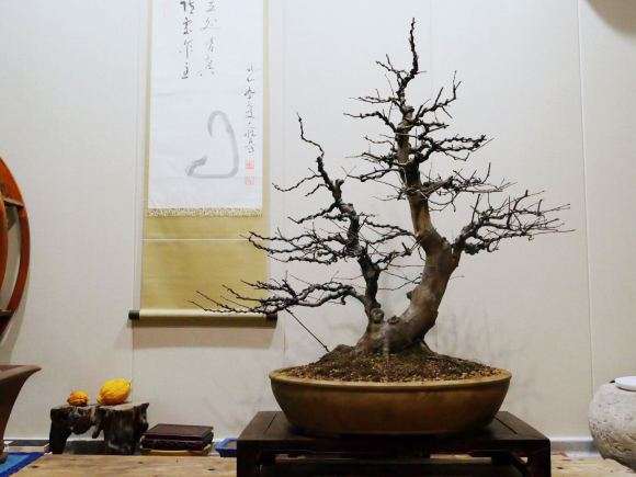 整理换盆一棵双杆木瓜盆景