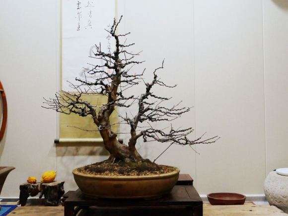 整理换盆一棵双杆木瓜盆景