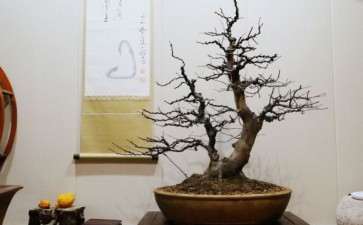 整理换盆一棵双杆木瓜盆景 600值吗