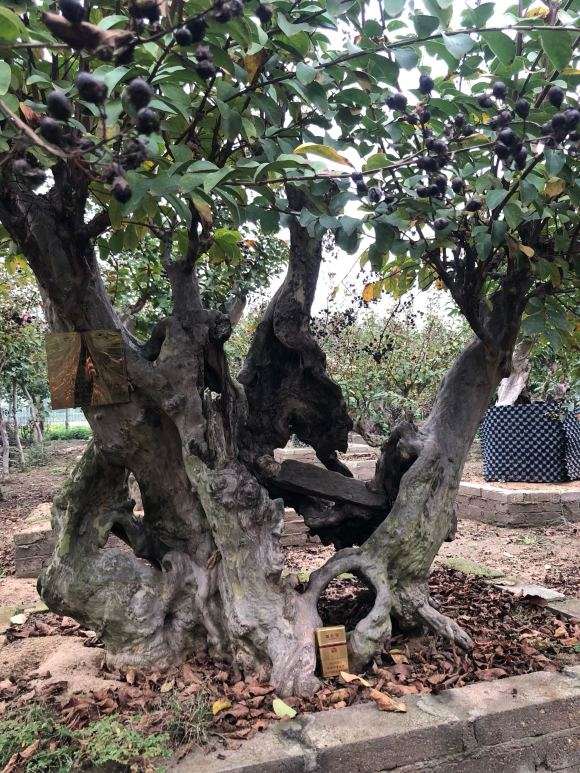 关于木瓜下山桩嫁接的问题