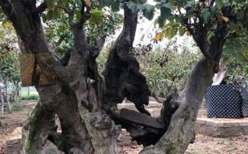 关于木瓜下山桩嫁接的问题 图片