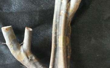 设计的木瓜下山桩 可以吗 图片