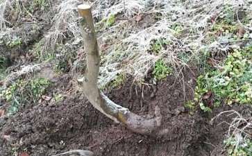 这棵木瓜下山桩值得挖吗 图片