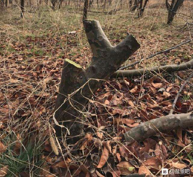 这两株木瓜下山桩值不值得挖