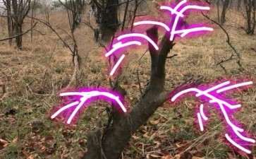 这两株木瓜下山桩值不值得挖 图片