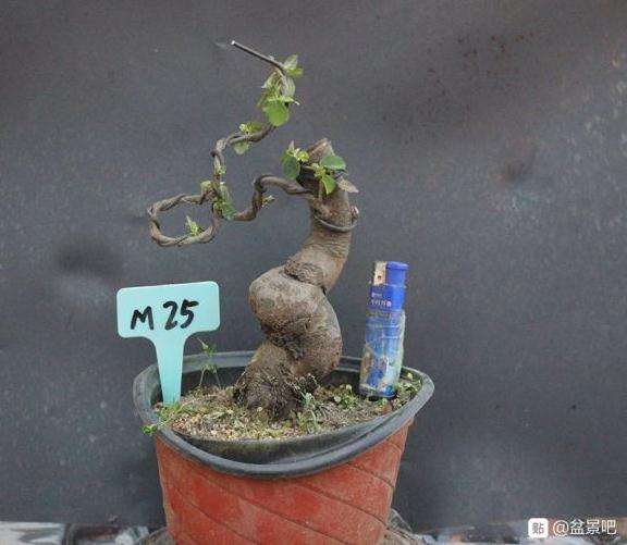 木瓜下山桩北方能种吗