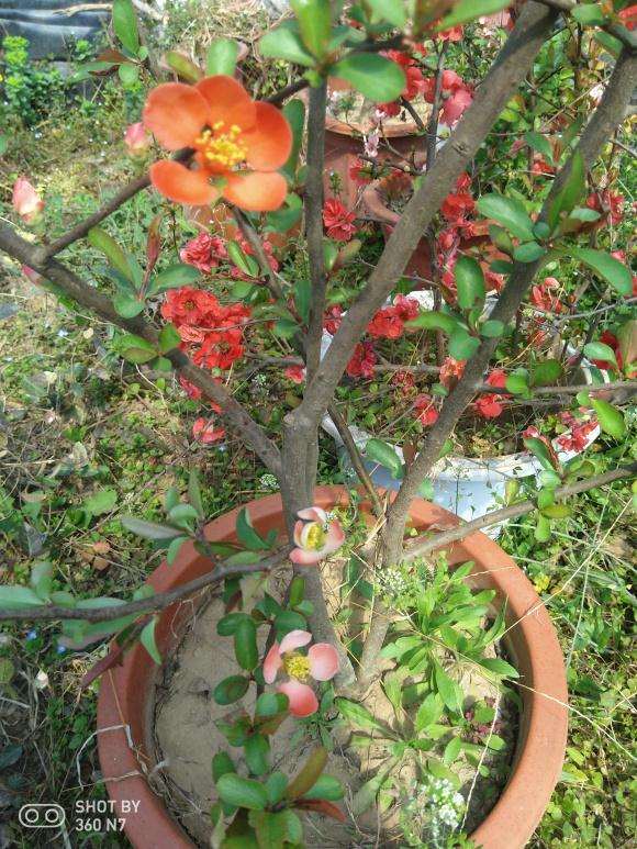 东洋锦海棠下山桩 6年了