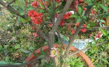 东洋锦海棠下山桩 6年了 可以吗 图片