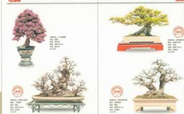 第十二届粤港澳台盆景艺术博览专刊