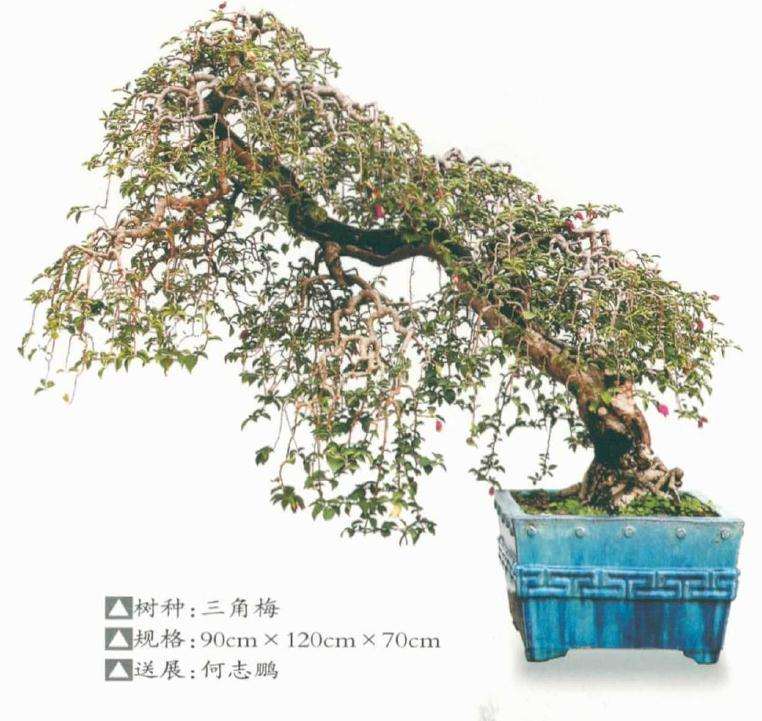 2020余荫山房三角梅盆景专题展作品选登