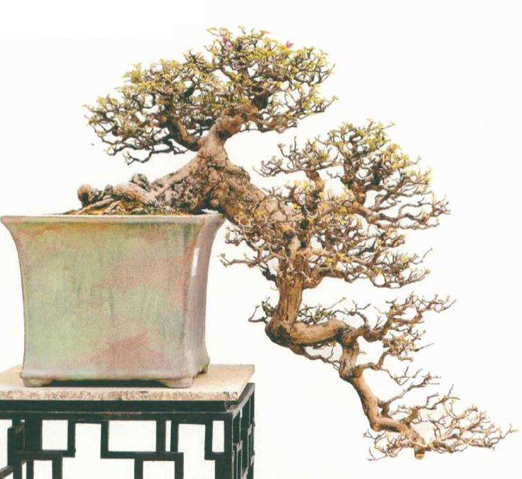 2020余荫山房三角梅盆景专题展作品选登