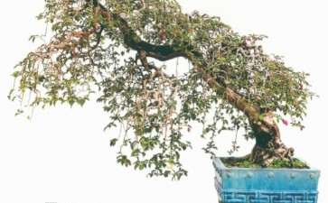 2020余荫山房三角梅盆景专题展作品选登