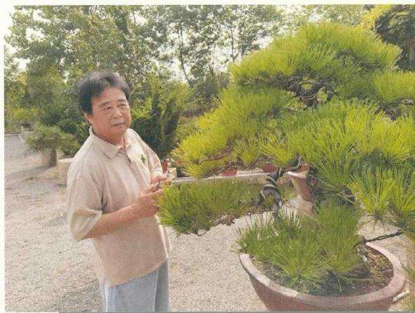 图解 刺柏盆景桩材怎么舍利雕刻的方法
