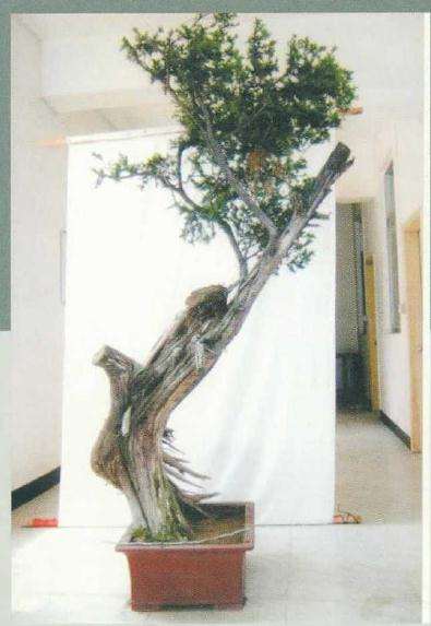 图解 刺柏盆景桩材怎么舍利雕刻的方法