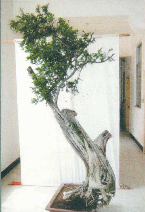 图解 刺柏盆景桩材怎么舍利雕刻的方法