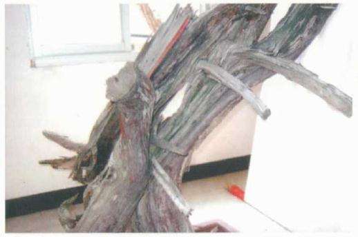 图解 刺柏盆景桩材怎么舍利雕刻的方法