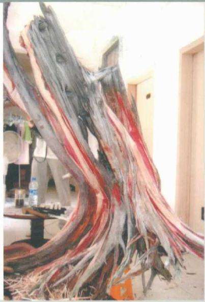 图解 刺柏盆景桩材怎么舍利雕刻的方法