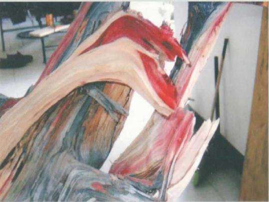 图解 刺柏盆景桩材怎么舍利雕刻的方法