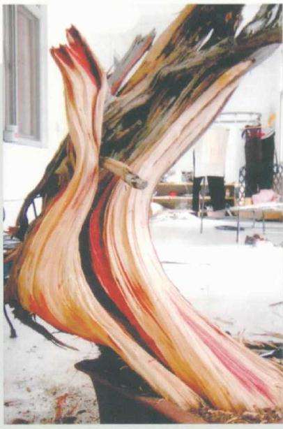 图解 刺柏盆景桩材怎么舍利雕刻的方法