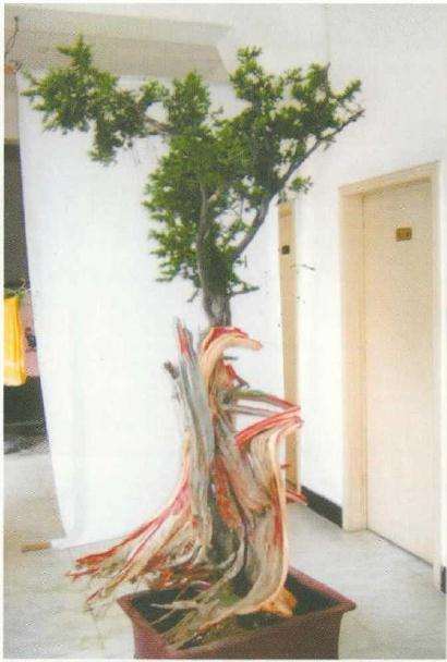 图解 刺柏盆景桩材怎么舍利雕刻的方法