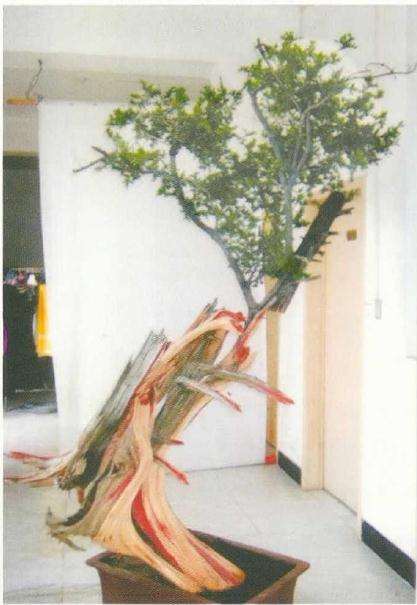 图解 刺柏盆景桩材怎么舍利雕刻的方法