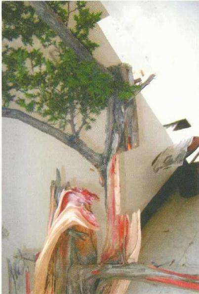 图解 刺柏盆景桩材怎么舍利雕刻的方法