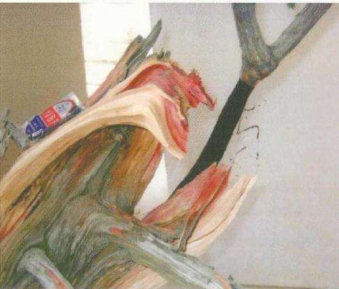 图解 刺柏盆景桩材怎么舍利雕刻的方法