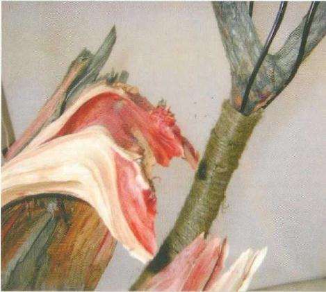 图解 刺柏盆景桩材怎么舍利雕刻的方法