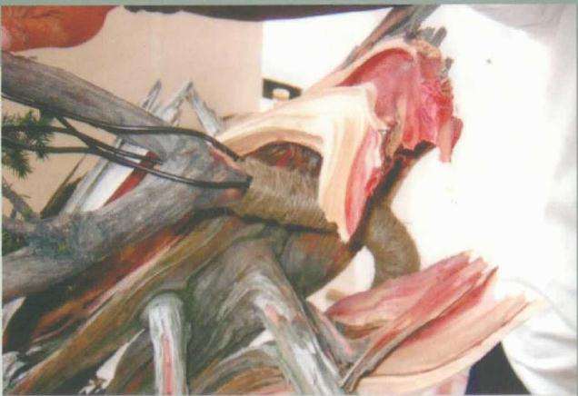 图解 刺柏盆景桩材怎么舍利雕刻的方法