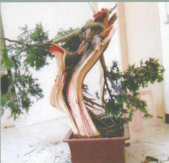 图解 刺柏盆景桩材怎么舍利雕刻的方法