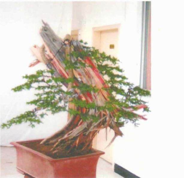 图解 刺柏盆景桩材怎么舍利雕刻的方法