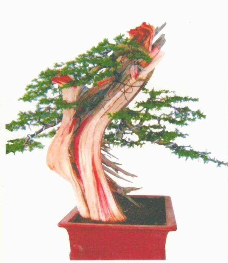 图解 刺柏盆景桩材怎么舍利雕刻的方法