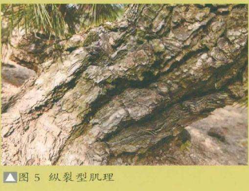 黑松盆景艺术怎么鉴赏的3个层深