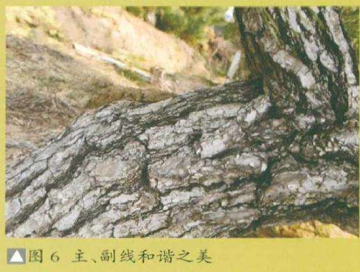 黑松盆景艺术怎么鉴赏的3个层深