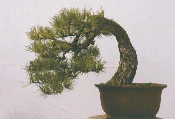 黑松盆景怎么鉴赏内容的3个方面