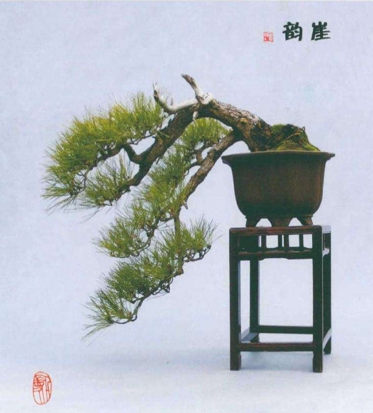 黑松盆景怎么鉴赏内容的3个方面