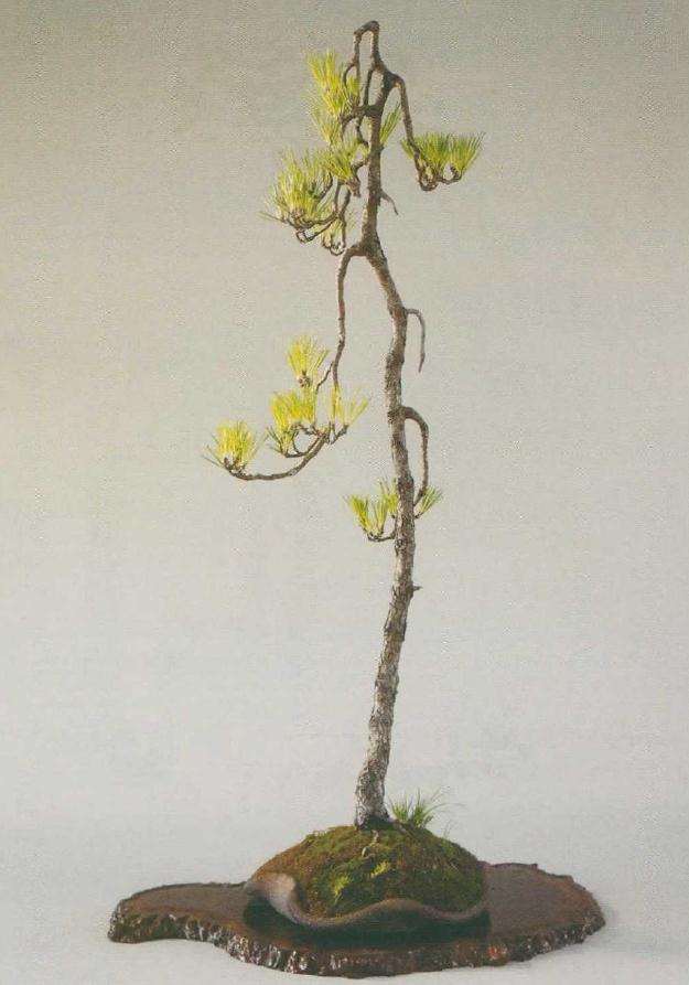 黑松盆景怎么鉴赏内容的3个方面