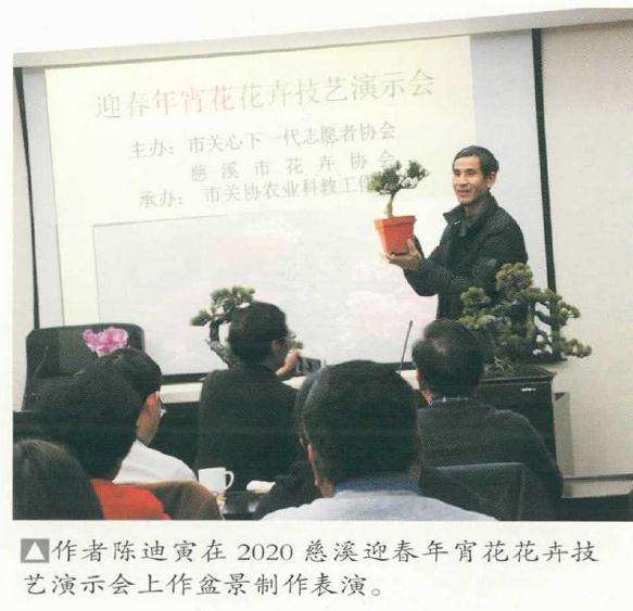 五针松盆景《飘洒》怎么制作的方法