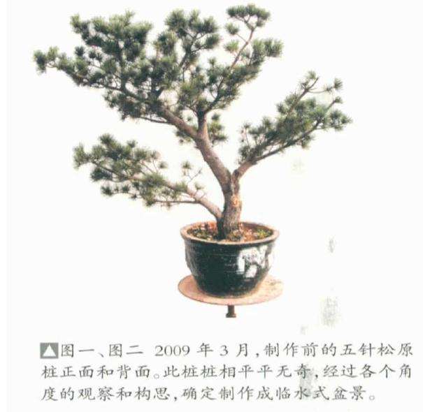 五针松盆景《飘洒》怎么制作的方法