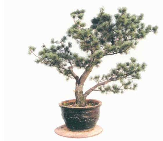 五针松盆景《飘洒》怎么制作的方法