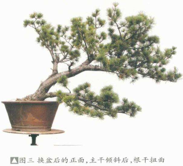 五针松盆景《飘洒》怎么制作的方法