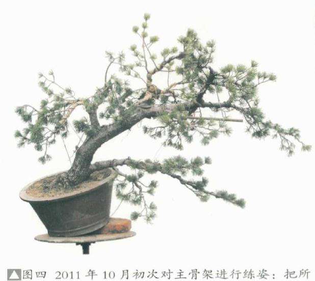 五针松盆景《飘洒》怎么制作的方法