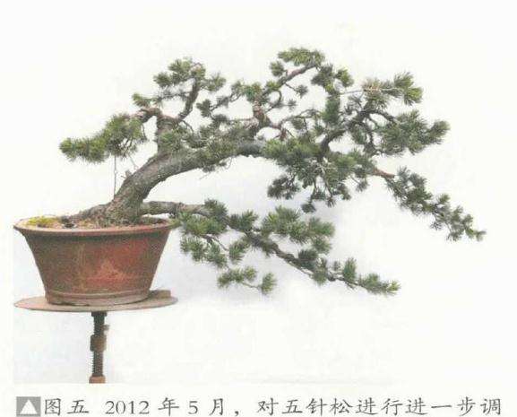 五针松盆景《飘洒》怎么制作的方法