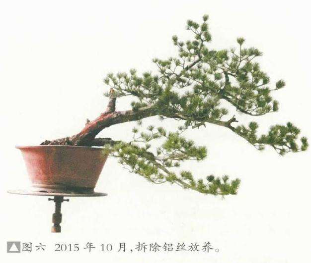 五针松盆景《飘洒》怎么制作的方法