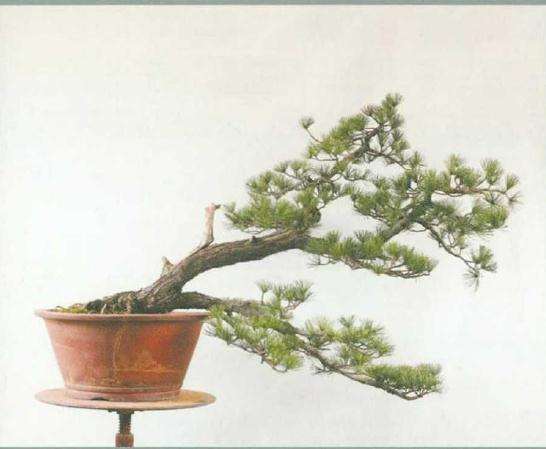 五针松盆景《飘洒》怎么制作的方法