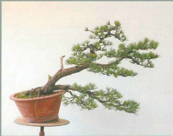 五针松盆景《飘洒》怎么制作的方法