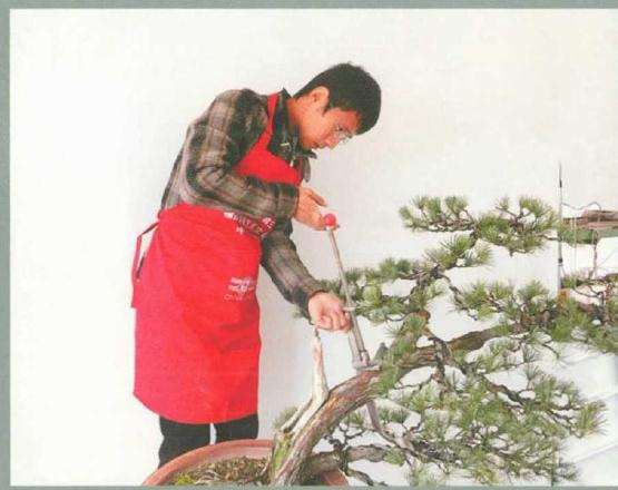 五针松盆景《飘洒》怎么制作的方法