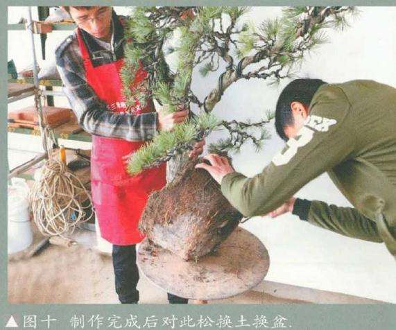 五针松盆景《飘洒》怎么制作的方法
